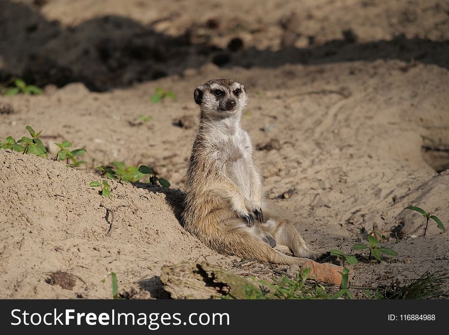 Meerkat, Fauna, Mammal, Wildlife