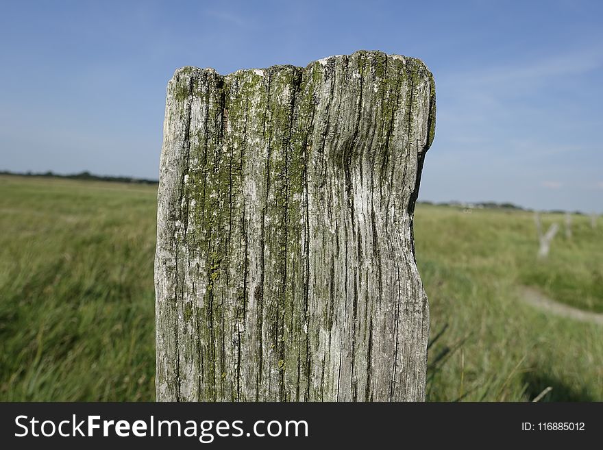 Tree, Nature Reserve, Grass, Trunk
