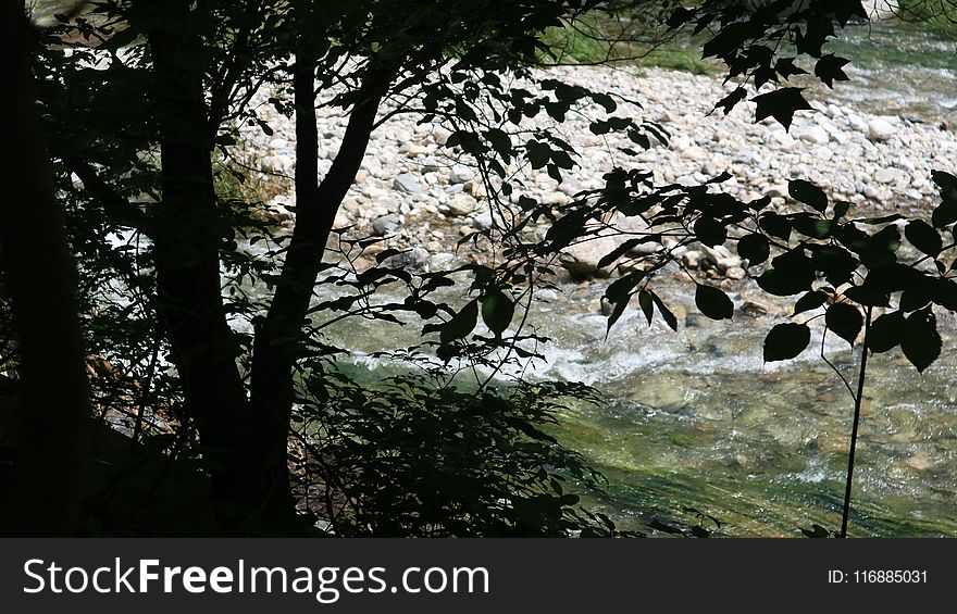 Vegetation, Nature Reserve, Tree, Leaf