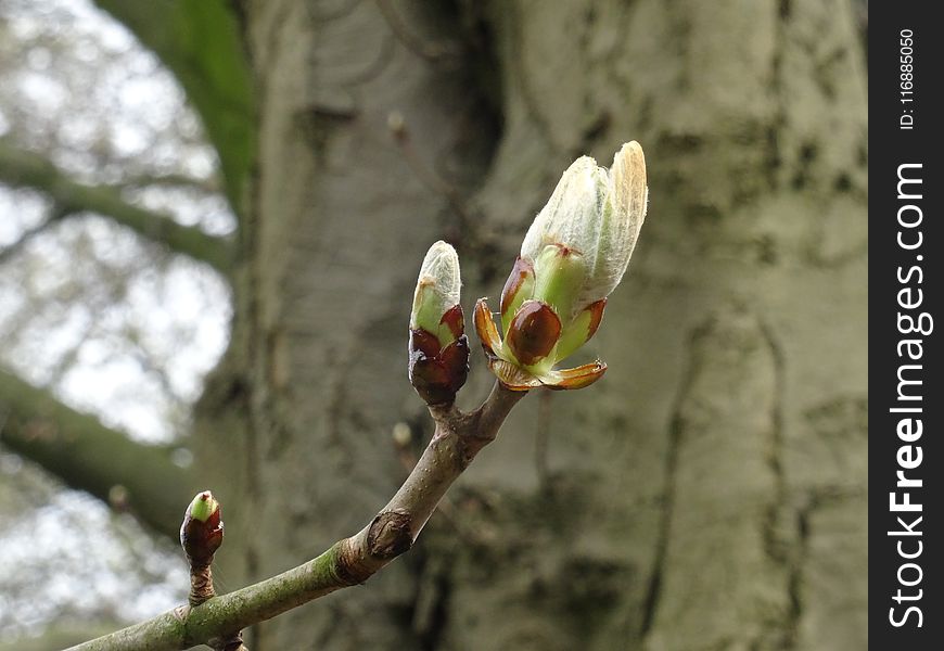 Plant, Bud, Flora, Branch