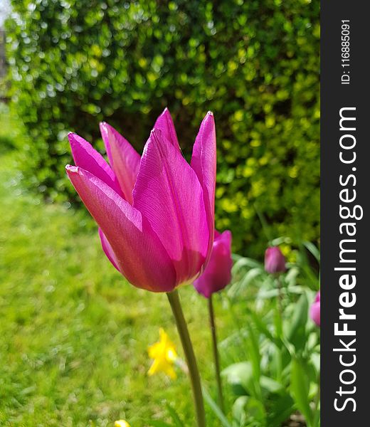 Flower, Plant, Tulip, Flowering Plant