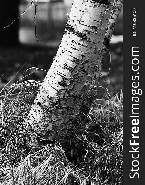 Black And White, Tree, Branch, Monochrome Photography