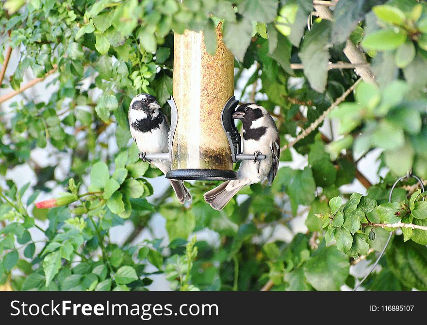 Bird, Fauna, Tree, Plant