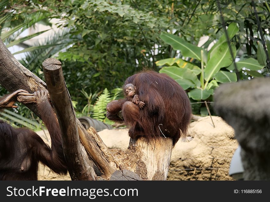 Fauna, Zoo, Orangutan, Primate