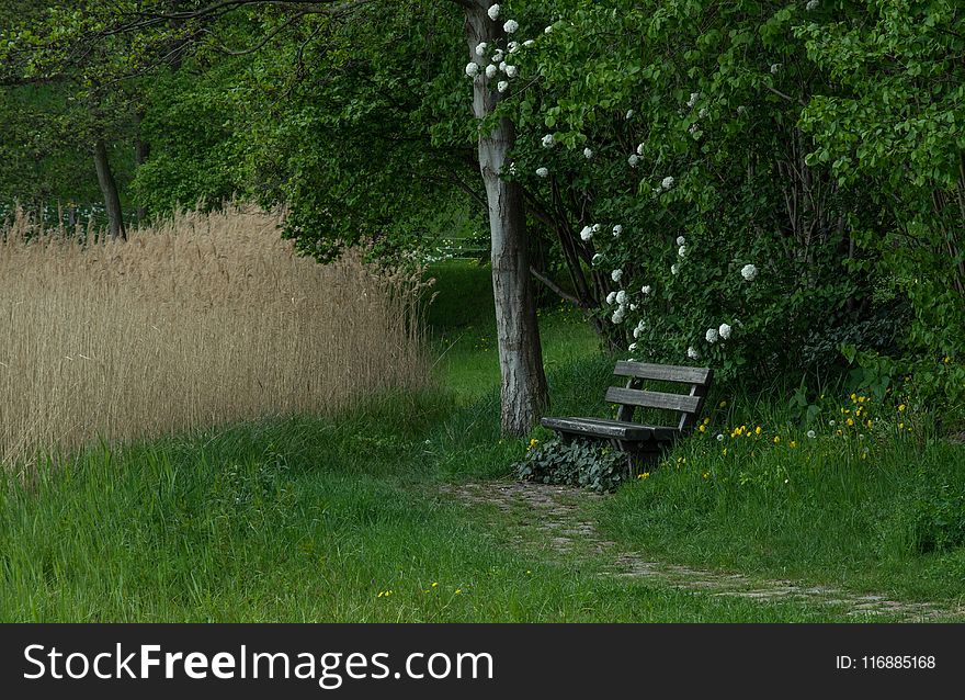 Ecosystem, Nature Reserve, Vegetation, Tree