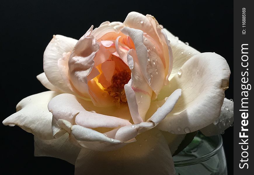 Flower, White, Rose, Rose Family