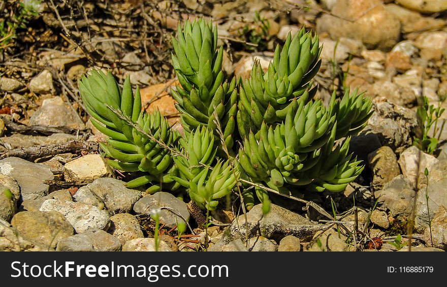 Plant, Vegetation, Flora, Grass