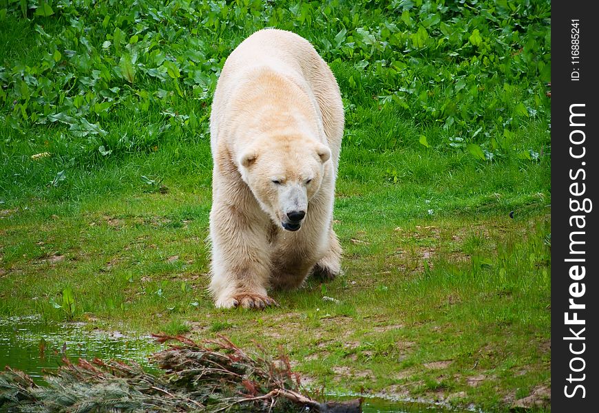 Bear, Fauna, Polar Bear, Terrestrial Animal