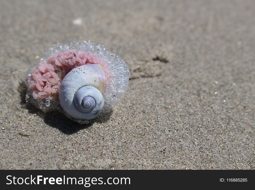 Seashell, Close Up, Sea Snail, Organism