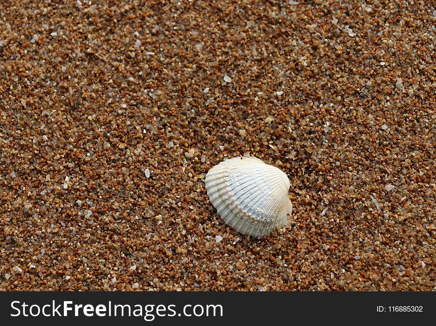 Cockle, Seashell, Sand,