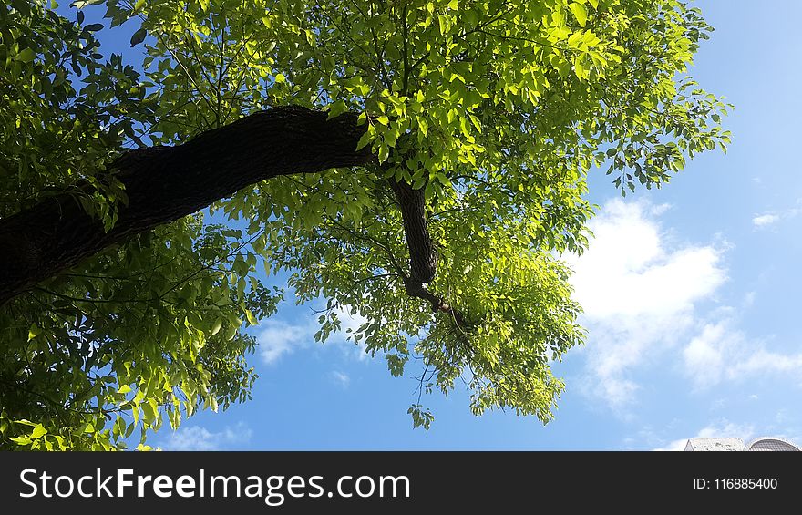 Tree, Sky, Branch, Vegetation