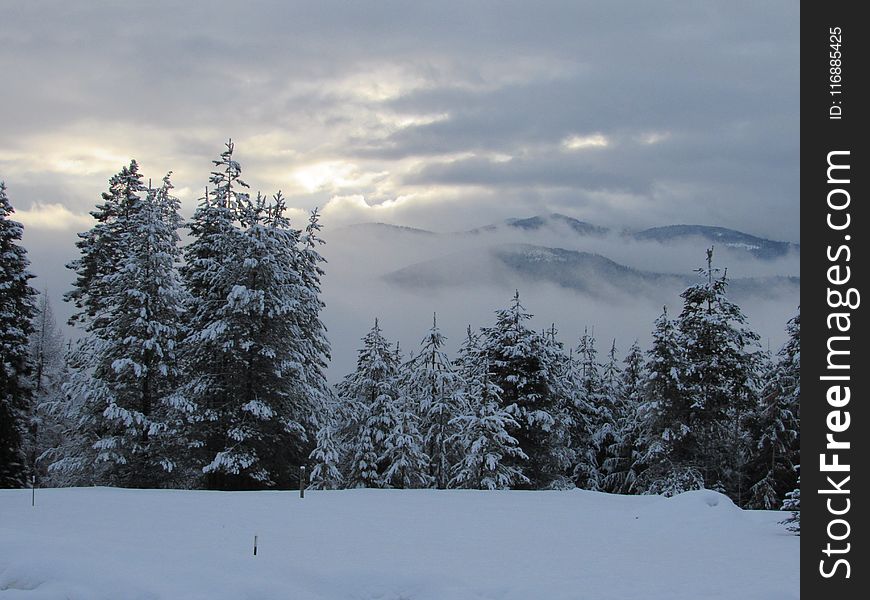 Sky, Snow, Winter, Tree