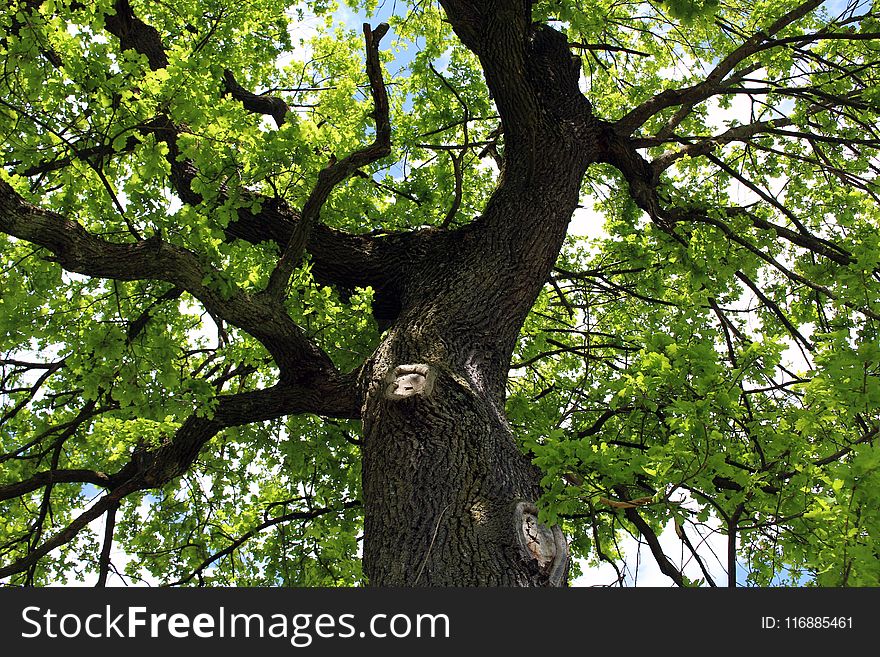 Tree, Branch, Woody Plant, Plant