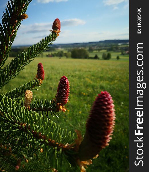 Ecosystem, Vegetation, Tree, Pine Family