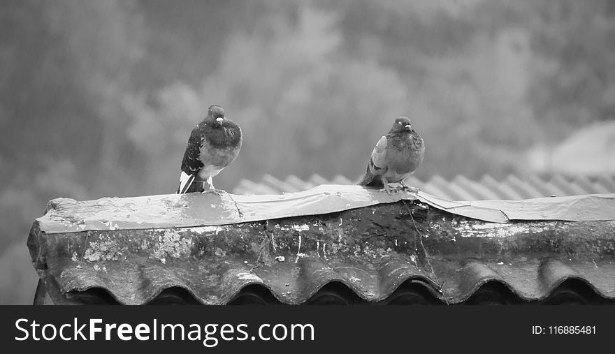 Black And White, Water, Monochrome Photography, Photography