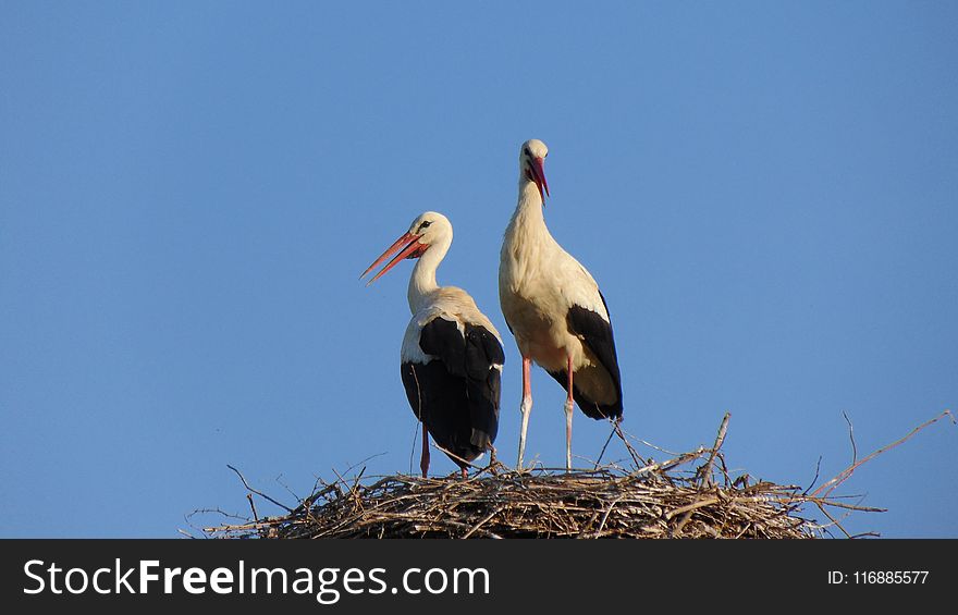 Bird, White Stork, Stork, Ciconiiformes