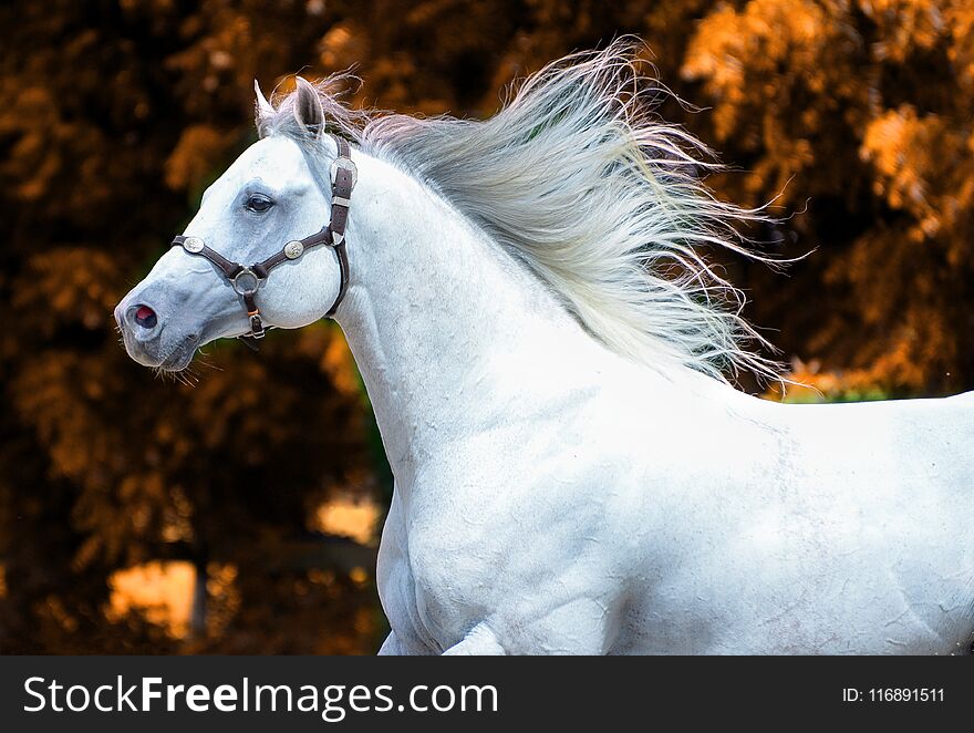 Cavalo branco correndo contra o vento, com as crinas flutuando. Cavalo branco correndo contra o vento, com as crinas flutuando.