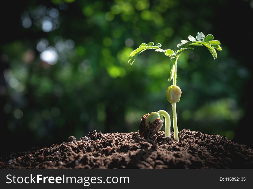 Close-up young plant growing in the soil concept save nature or