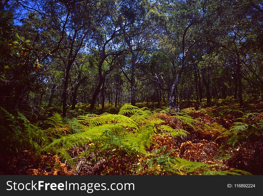 Australia/Tasmania: Walking through thick Rainforest vegetation with farns and tropical trees. Australia/Tasmania: Walking through thick Rainforest vegetation with farns and tropical trees
