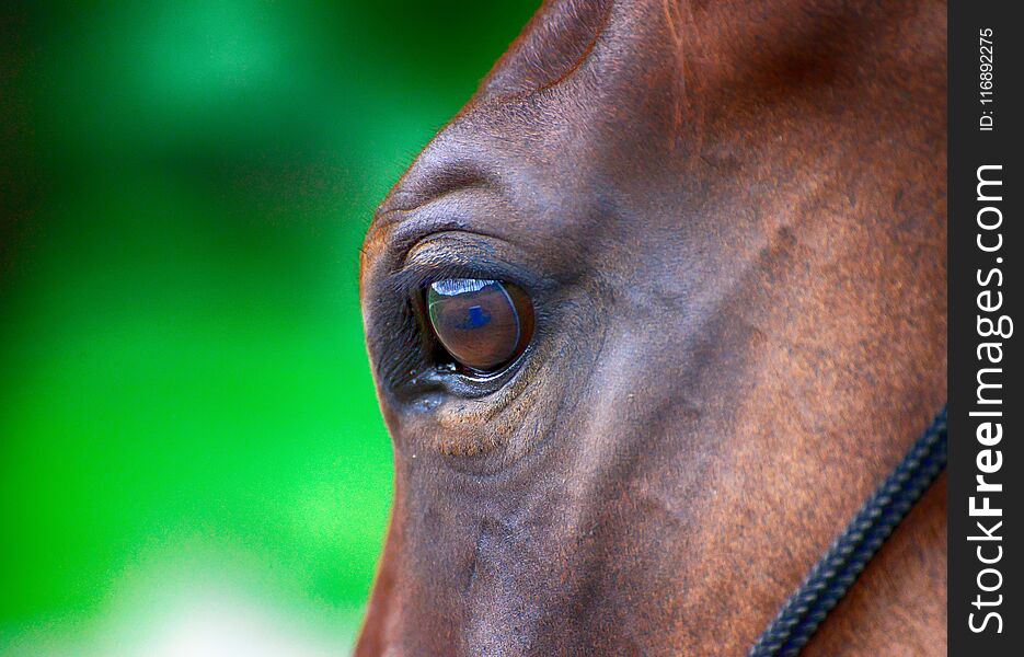 Retrato em close up do olho de um cavalo refletindo o tambor. Retrato em close up do olho de um cavalo refletindo o tambor.