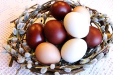 Easter Dyed Eggs In A Pussy-willow Nest Royalty Free Stock Image Easter Dyed Eggs In A Pussy-willow Nest Royalty Free Stock Image