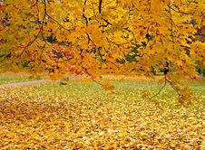 Autumn At The Park Royalty Free Stock Image Autumn At The Park Royalty Free Stock Image