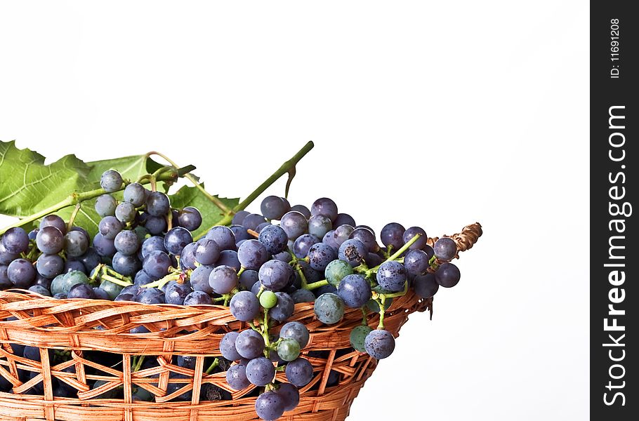 Ripe harvested Grapes in a basket