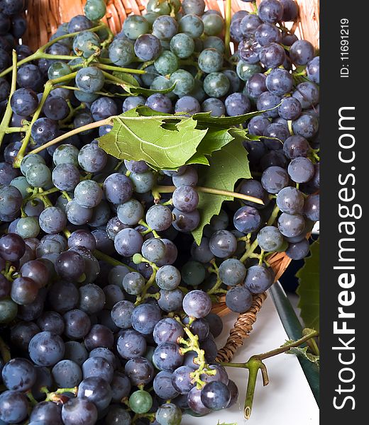 Ripe harvested Grapes in a basket