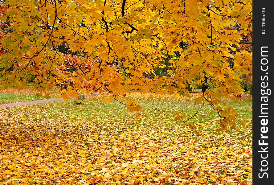 Trees with yellow and red leaves in park, a path and the green grass, filled up by yellow leaves. Trees with yellow and red leaves in park, a path and the green grass, filled up by yellow leaves