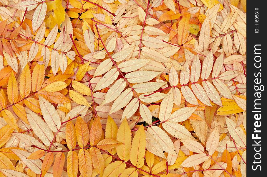 Thick yellow rug of autumn leaves. Thick yellow rug of autumn leaves