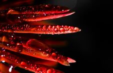 Dark Red Flower With Water Drops Stock Image
