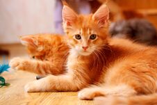 Two Kittens Of Breed Maine Coon. One Looks At The Camera, Another Lifts His Paw. Color Of Both Cats: Red Ticked Stock Photo