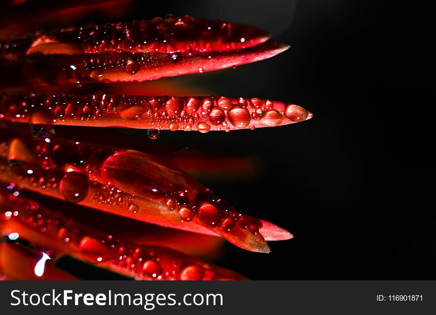 A CLOSE UP SHOT ON RED FLOWER WITH BLACK BACKGROUND. MANY OF WATER DROPS. A CLOSE UP SHOT ON RED FLOWER WITH BLACK BACKGROUND. MANY OF WATER DROPS