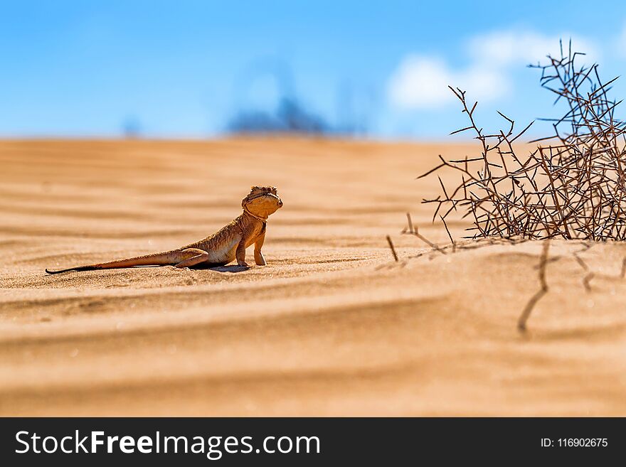Spotted toad-headed Agama on sand close