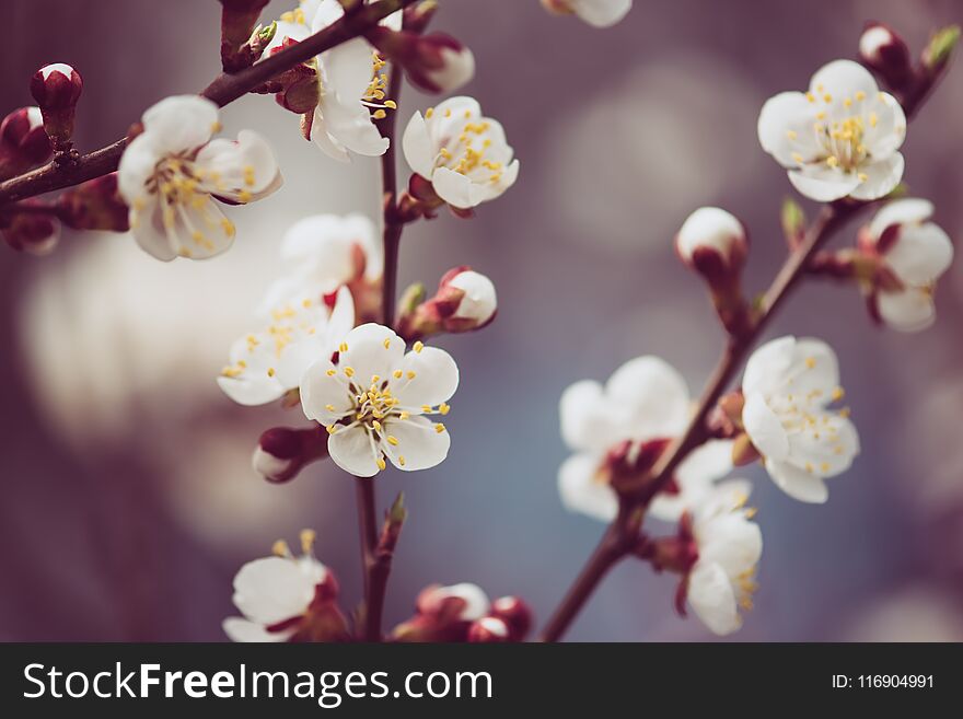 Blossoming of the apricot tree in spring time with white beautiful flowers. Macro image with copy space. Natural seasonal background. Blossoming of the apricot tree in spring time with white beautiful flowers. Macro image with copy space. Natural seasonal background.