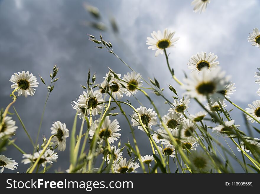 Chamomile flowers on a background of stormy sky 2019