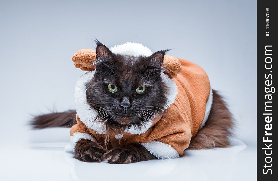 Photo of black cat in deer suit on empty gray background