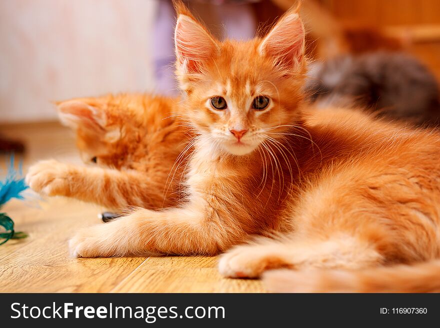 Two kittens of breed Maine Coon. One looks at the camera, another lifts his paw. Color of both cats: Red ticked