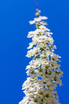 Beautiful Branch Of Spiraea Cinerea In Vertical Position, Best F Royalty Free Stock Photo