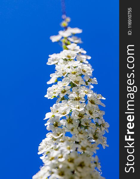 Beautiful branch of spiraea cinerea in vertical position, best for banner projects. A branch of white spiraea thunbergii on blue sky background. Great blossoming bush with white flowers. Best for banners, covers and other design projects. 8 march international day