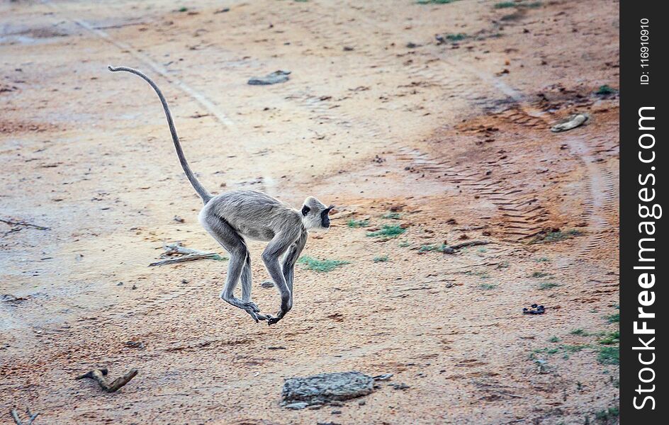 Running monkey in Yala National Park, Sri Lanka