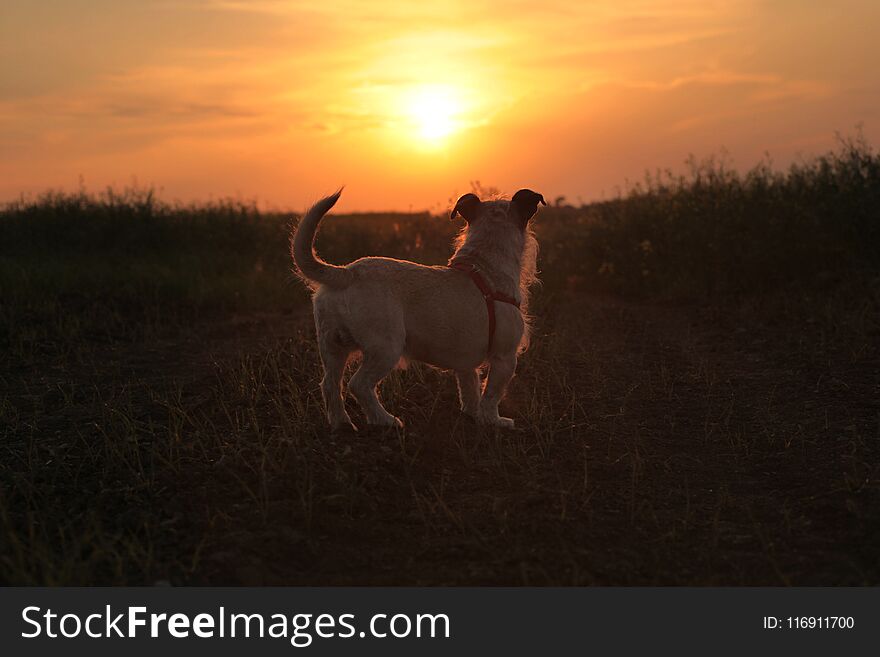 Little dog against the background of sunset. Little dog against the background of sunset.