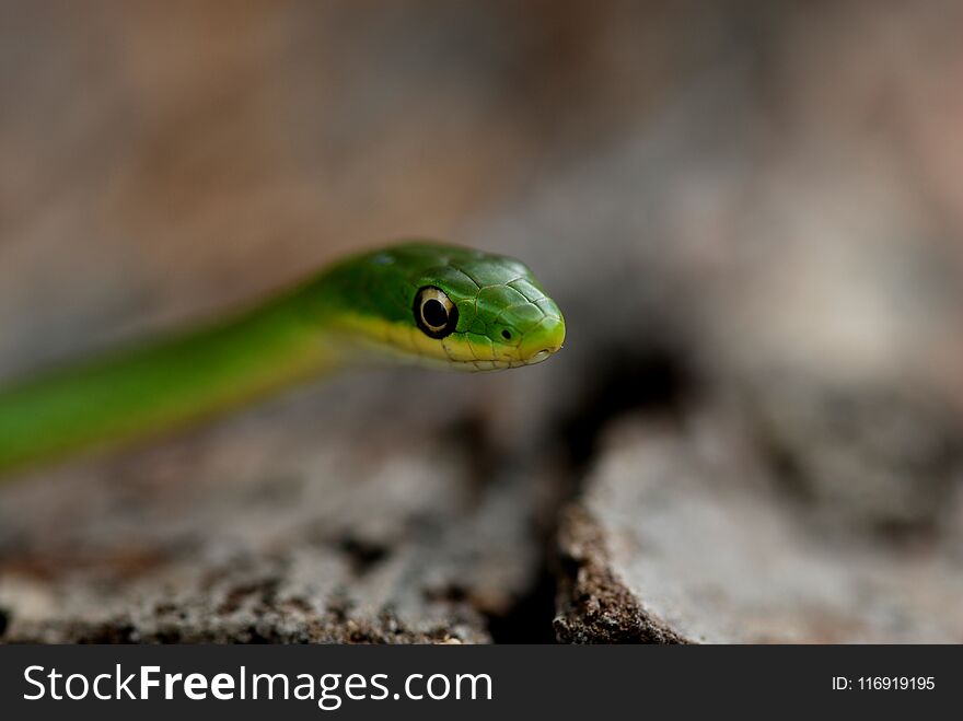 A small rough green snake with a natural gray background.