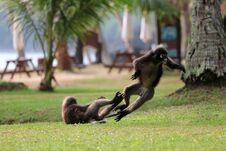 Leaf Monkey Or Dusky Langur Are Fighting Or Biting On The Lawn I Royalty Free Stock Photo