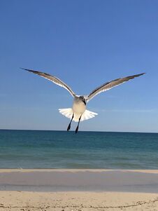 Seagull In Flight Up Close And Personal Stock Photography