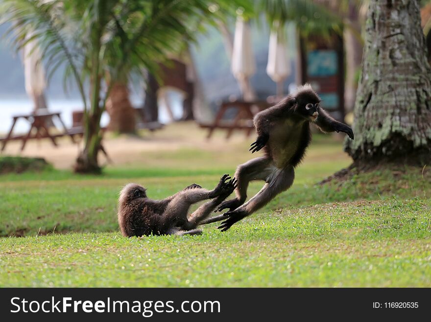 Wild animals,Leaf monkey or Dusky langur are fighting or biting on the lawn in the garden, wildlife in Thailand