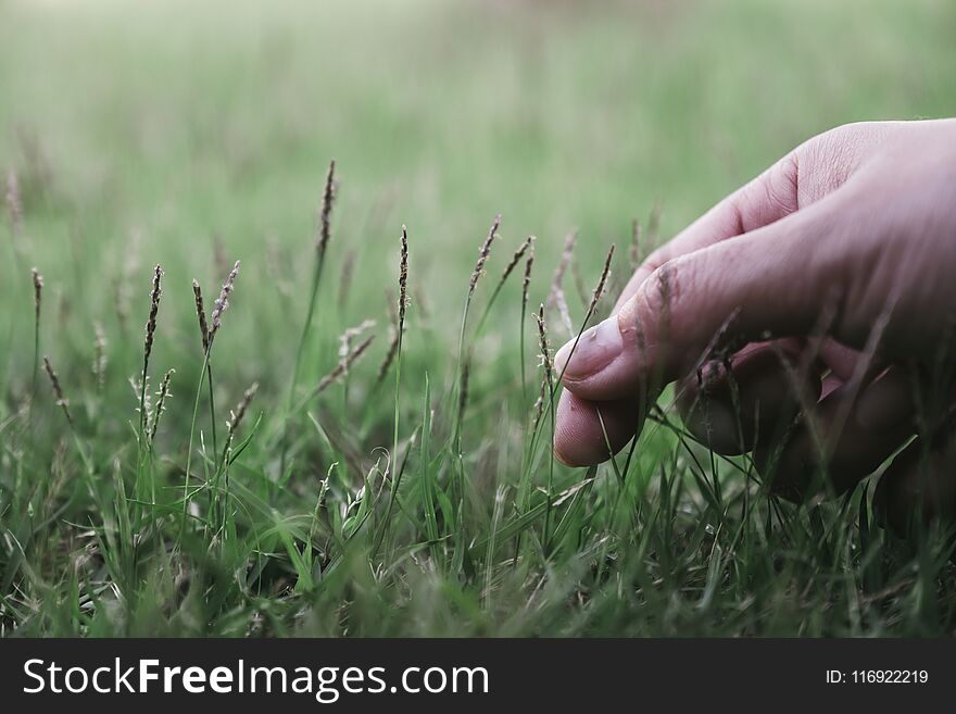 Closeup image of a hand touching and picking grass in a field