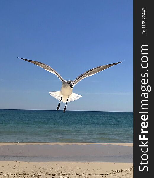 While at beach seagull wanted my lunch, was hovering right in front of me. Perfect day for that perfect shot. While at beach seagull wanted my lunch, was hovering right in front of me. Perfect day for that perfect shot
