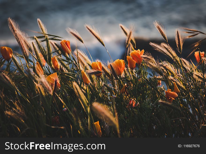 Selective Focus Photography of Orange Flowers