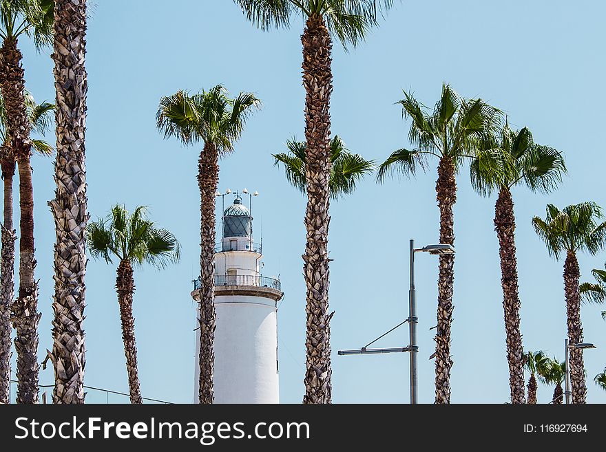 White Lighthouse Behind Palm Trees at Daytime